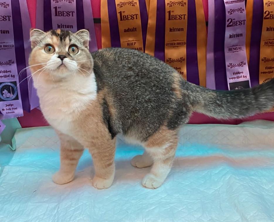 HASTINAPURA SRIKANDHI